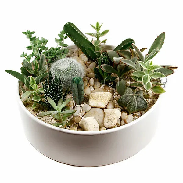 Cacti and Succulent Planter Toronto Ontario Delivery