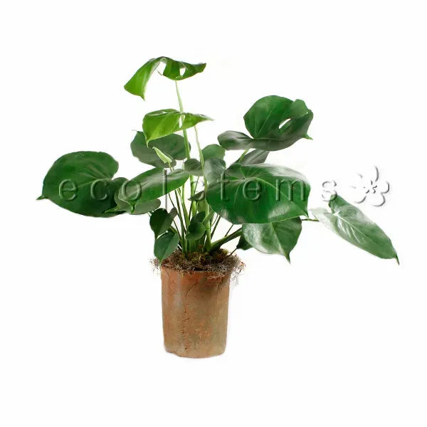 Swiss Cheese Potted Indoor Plant Toronto Ontario Delivery