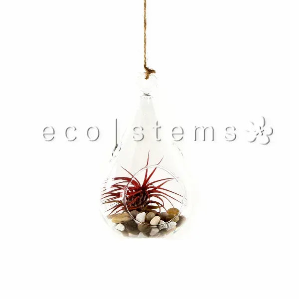 Raindrop Air Plant Terrarium Toronto Ontario Delivery