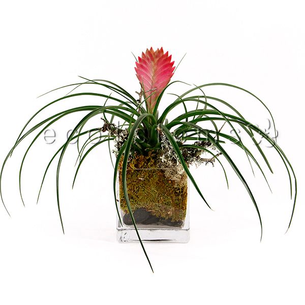 Pink Quill Tillandsia Potted Indoor Houseplant Toronto Ontario Delivery