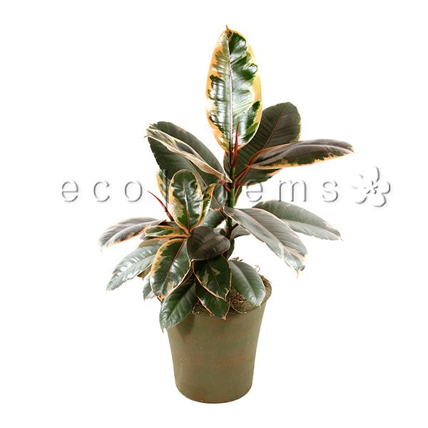 Tricolour Rubber Plant Potted Toronto Ontario Delivery