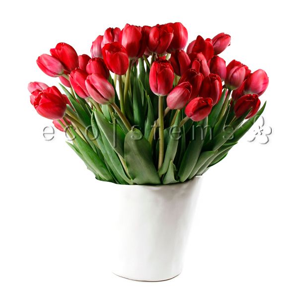 Tulips Fresh Flowers Arrangement Toronto Ontario Delivery