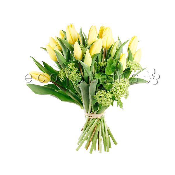 Tulips Fresh Flowers -Bouquets & Vase Arrangements