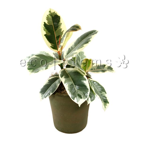 Variegated Rubber Plant Indoor Plant Toronto Ontario Delivery