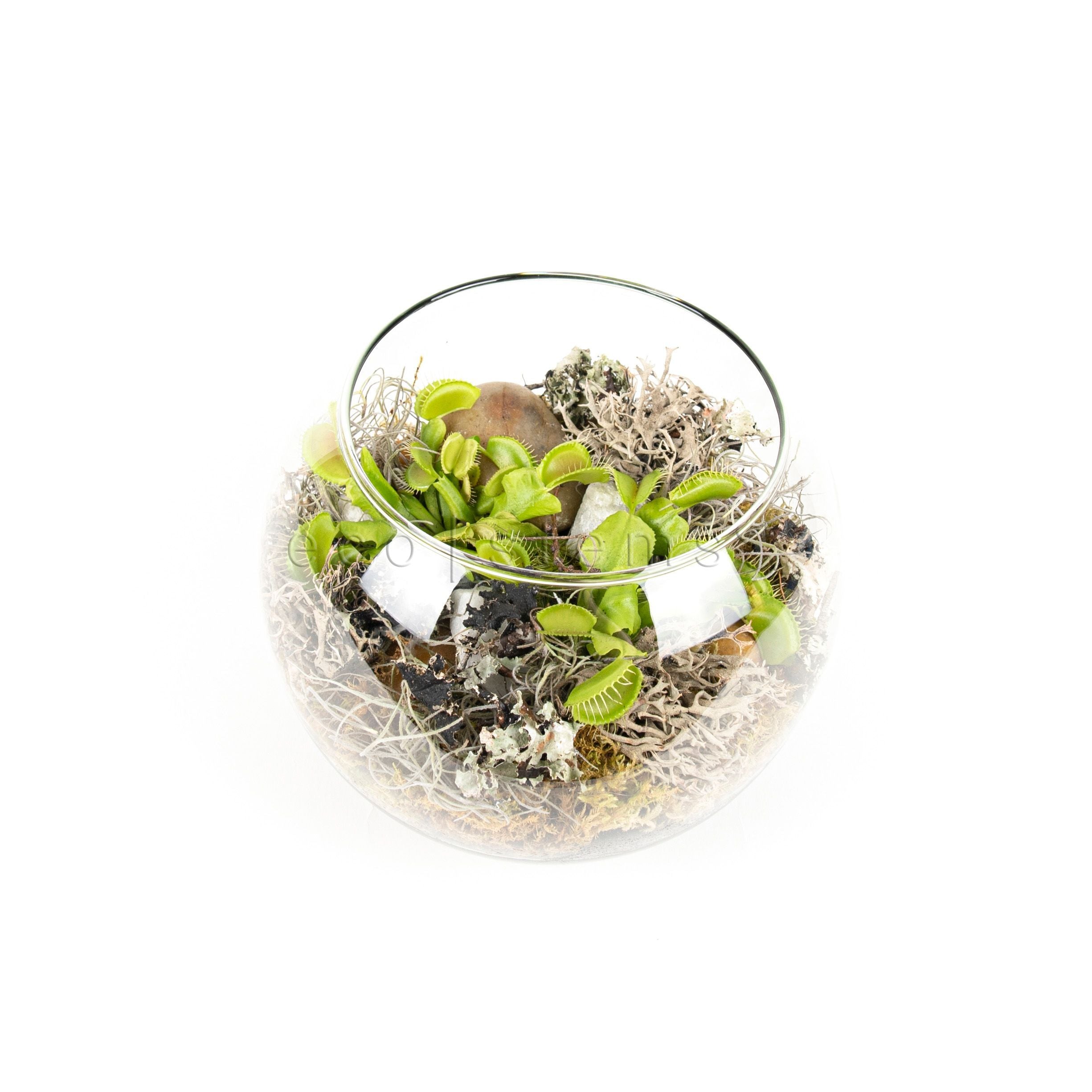 Venus Flytrap Carnivorous Glass Terrarium Toronto Ontario Delivery