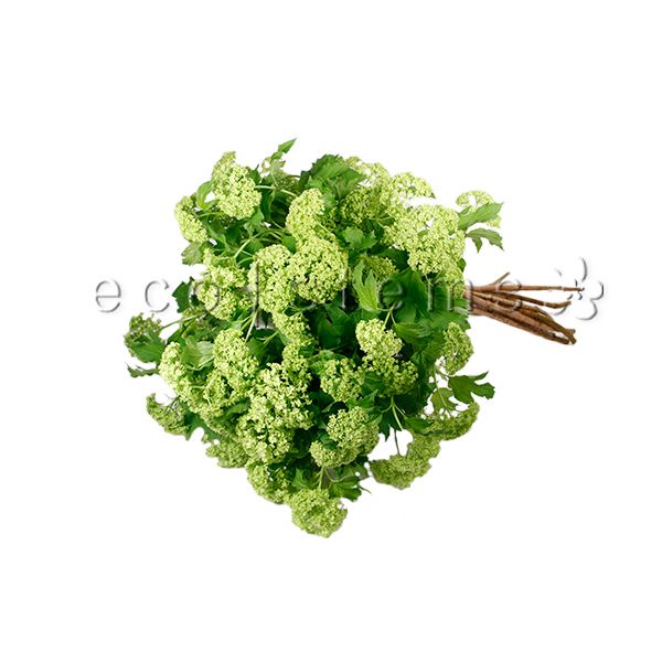 Viburnum Fresh Flowers -Bouquets & Vase Arrangements