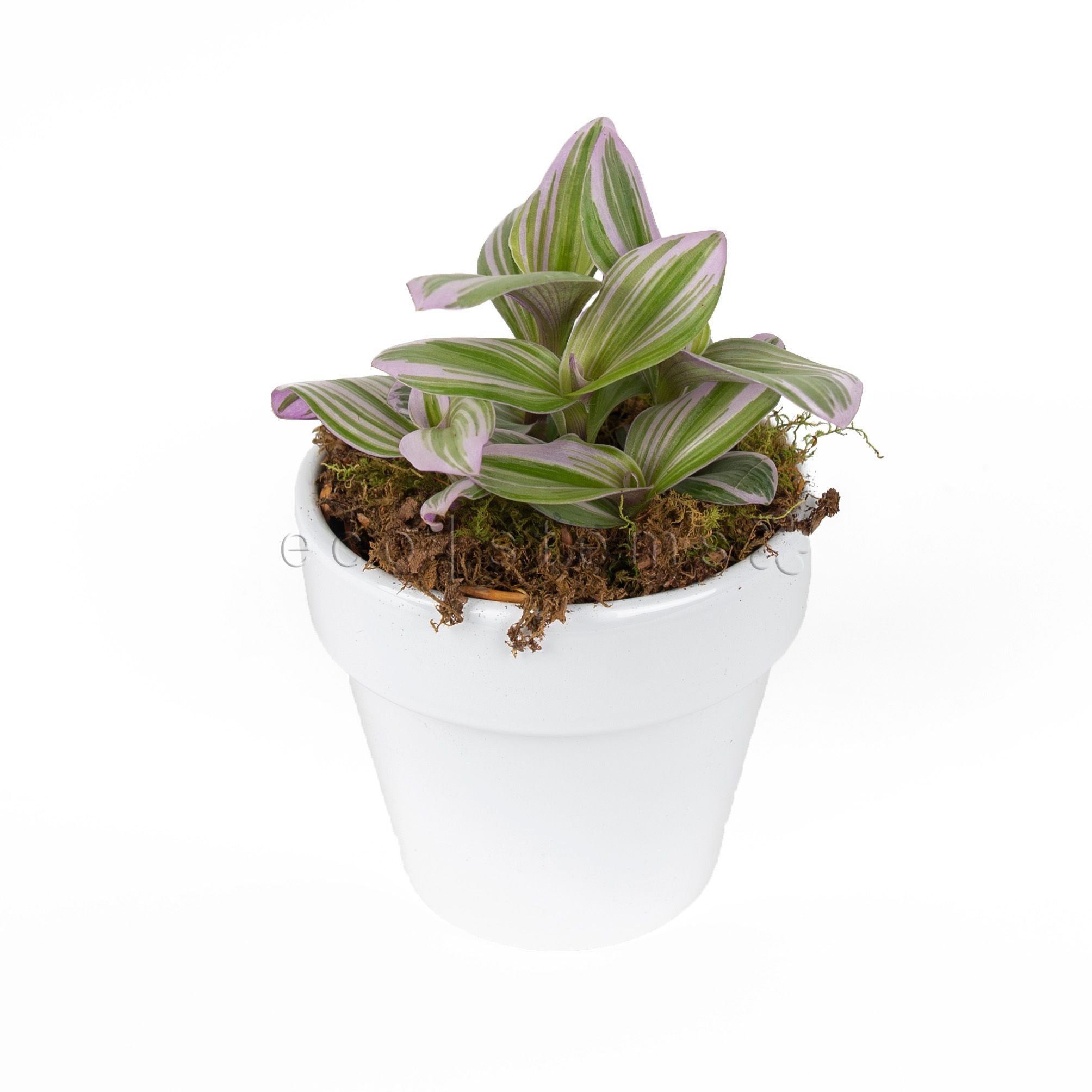 Pink Inch Vine Potted Indoor Plant Toronto Ontario Delivery