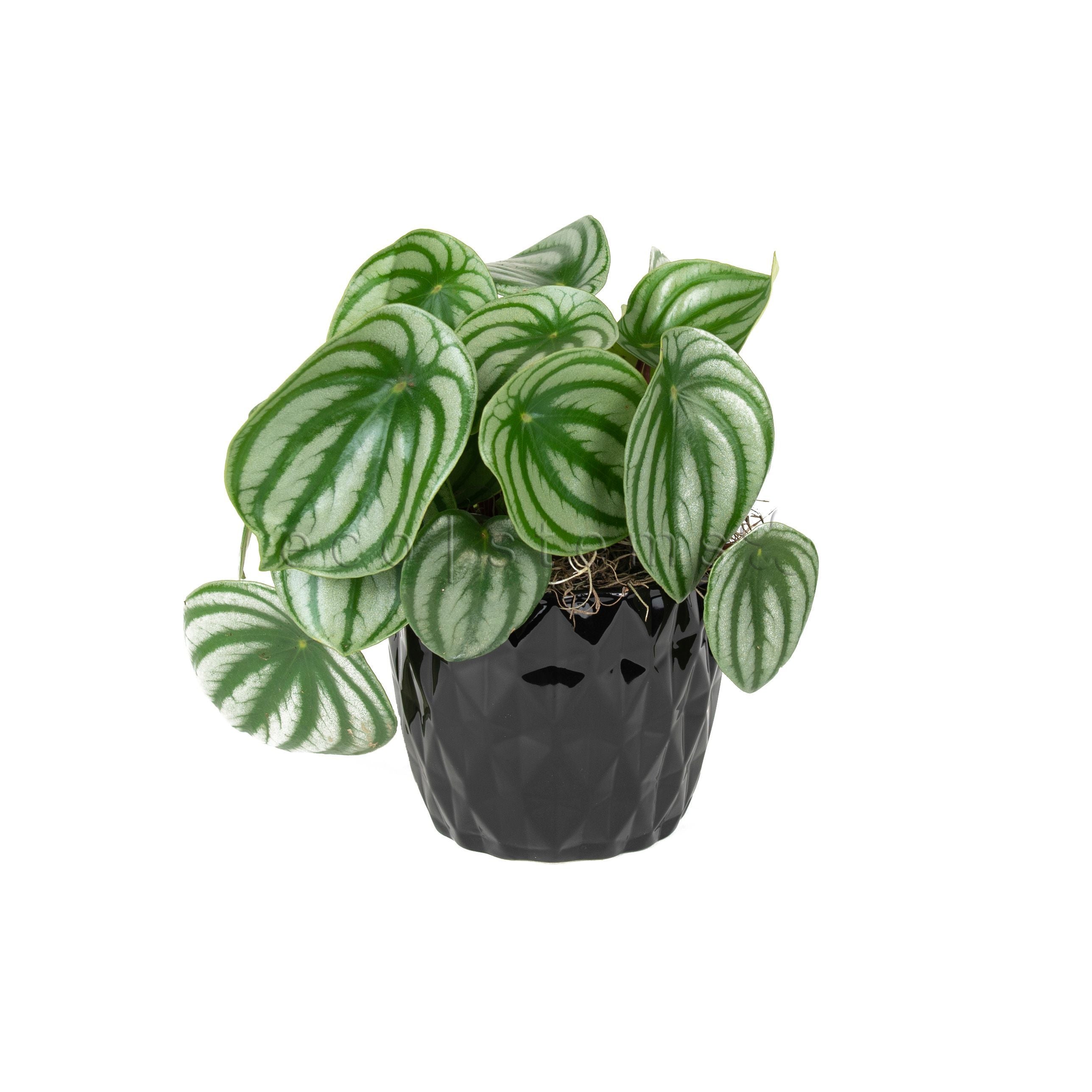 Watermelon Peperomia Potted Indoor Plant Toronto Ontario Delivery