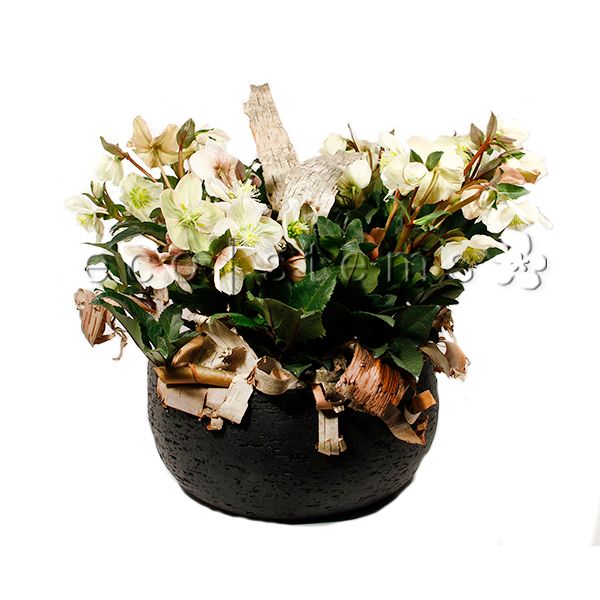 Helleborus Planter Toronto Ontario Delivery