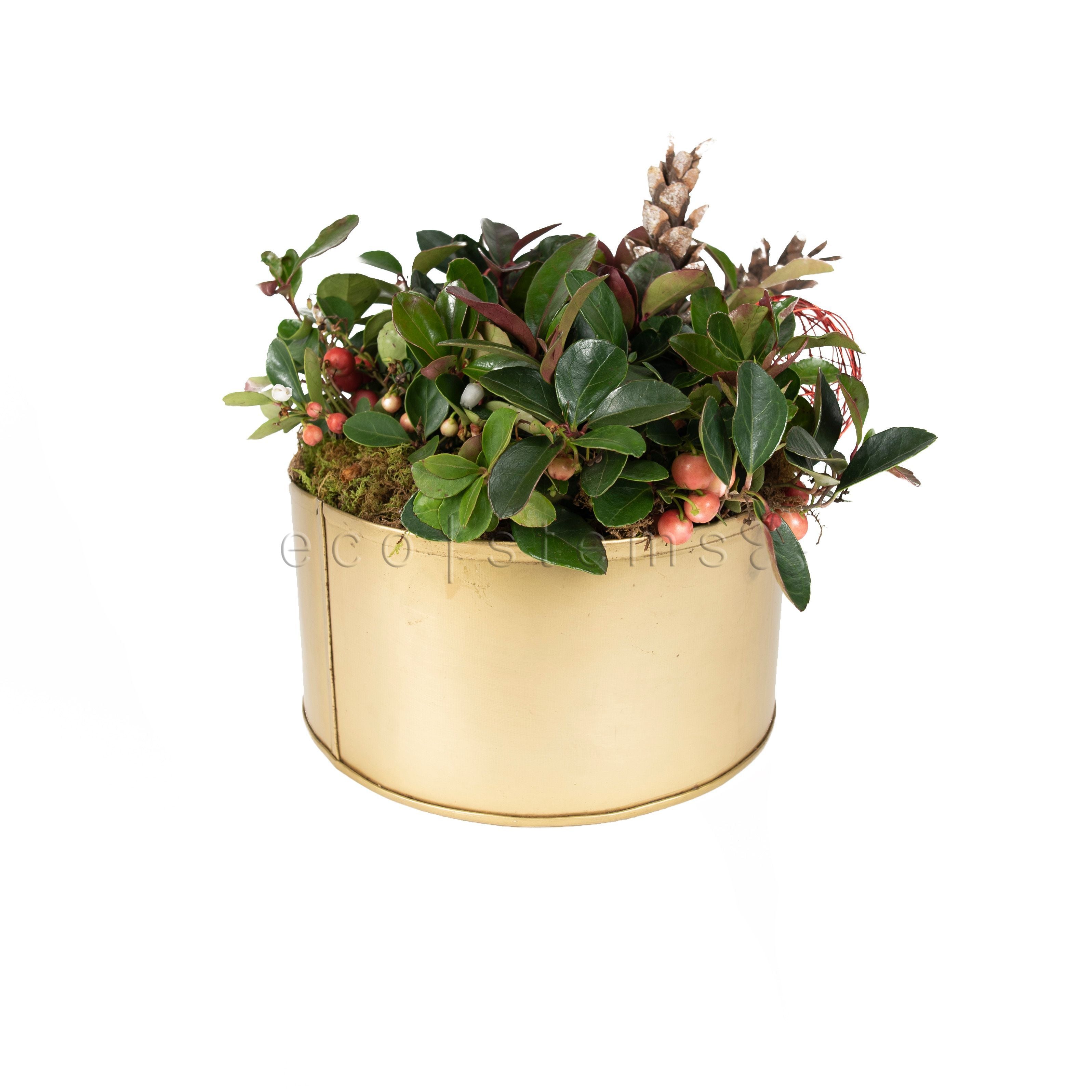 Winterberry Planter Toronto Ontario Delivery
