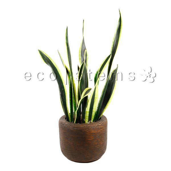 Golden Snake Plant Potted Toronto Ontario Delivery