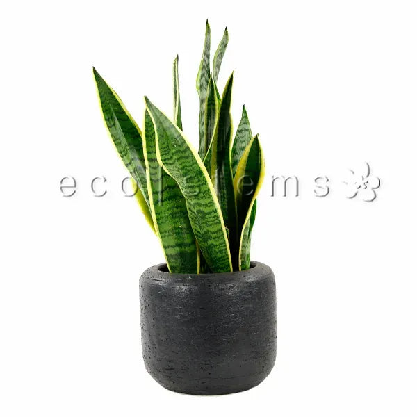 Golden Snake Plant Potted Toronto Ontario Delivery