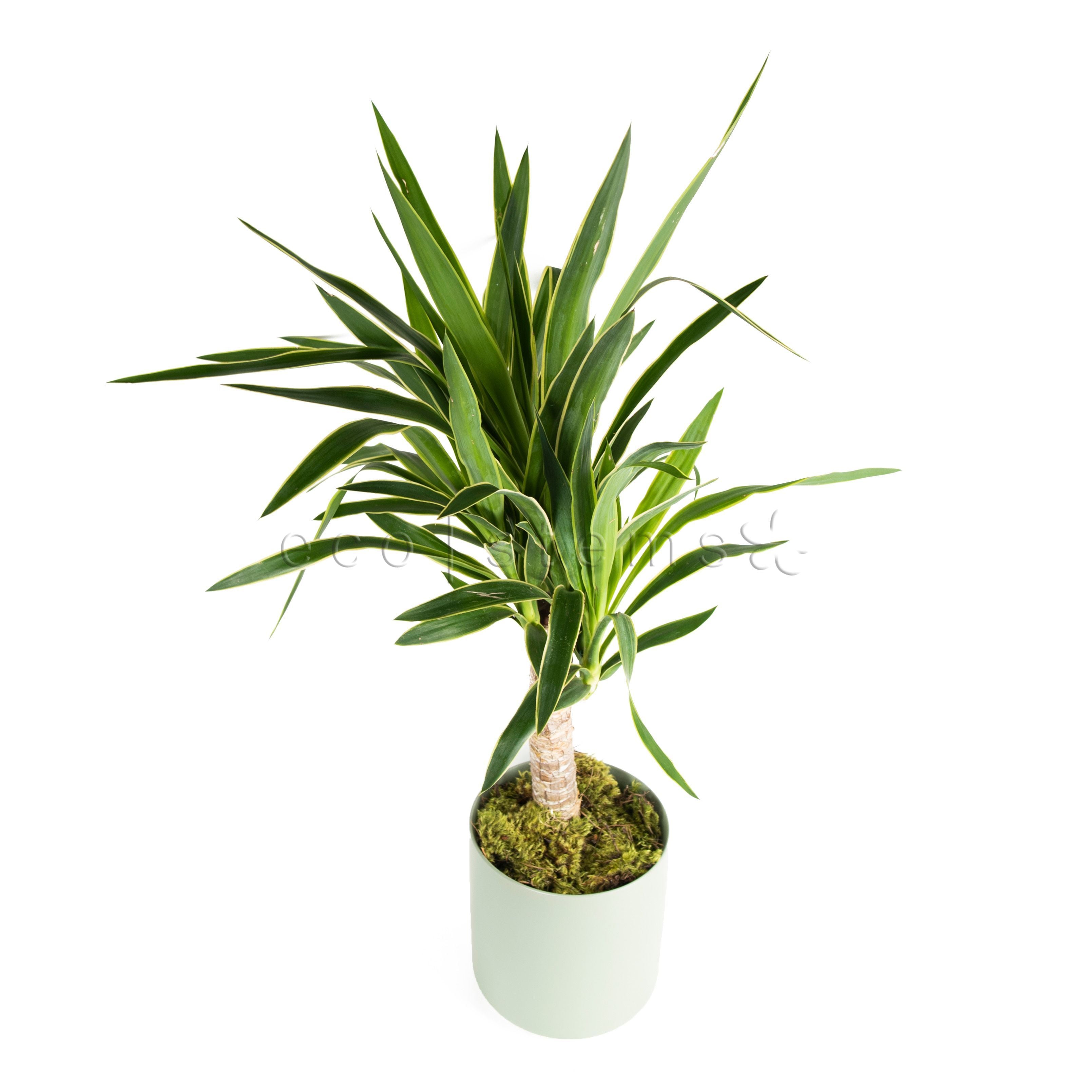 Yucca Cane Potted Indoor Plant Toronto Ontario Delivery