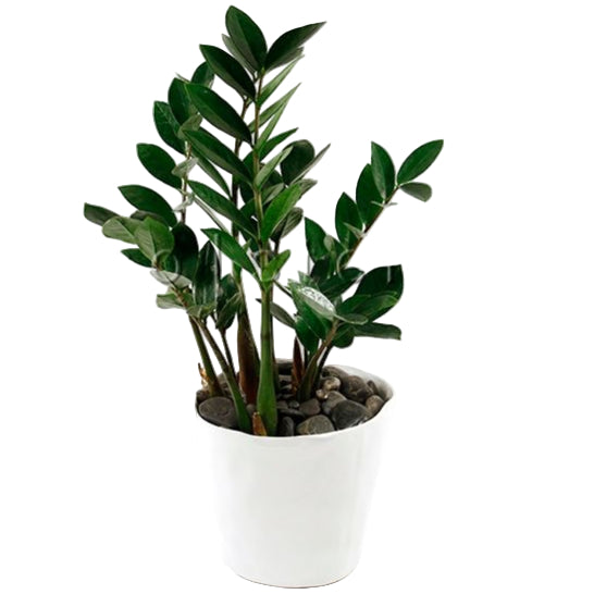 ZZ Potted Indoor Plant Toronto Ontario Delivery