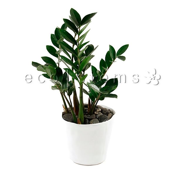 ZZ Potted Indoor Plant Toronto Ontario Delivery