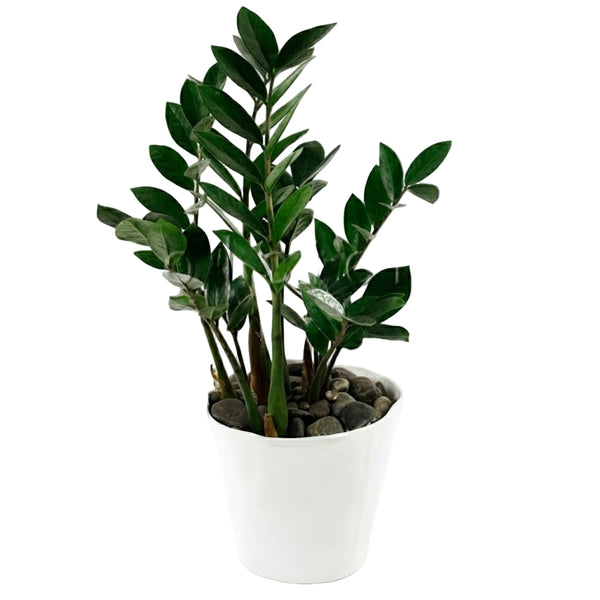 ZZ Potted Indoor Plant Toronto Delivery